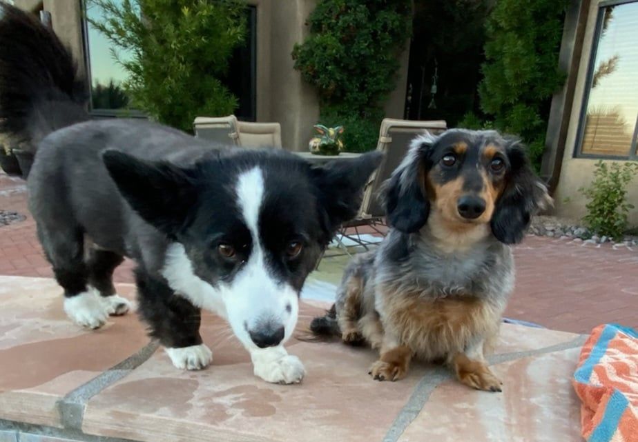 Gigi & Archie Dogs of Tile Renaissance