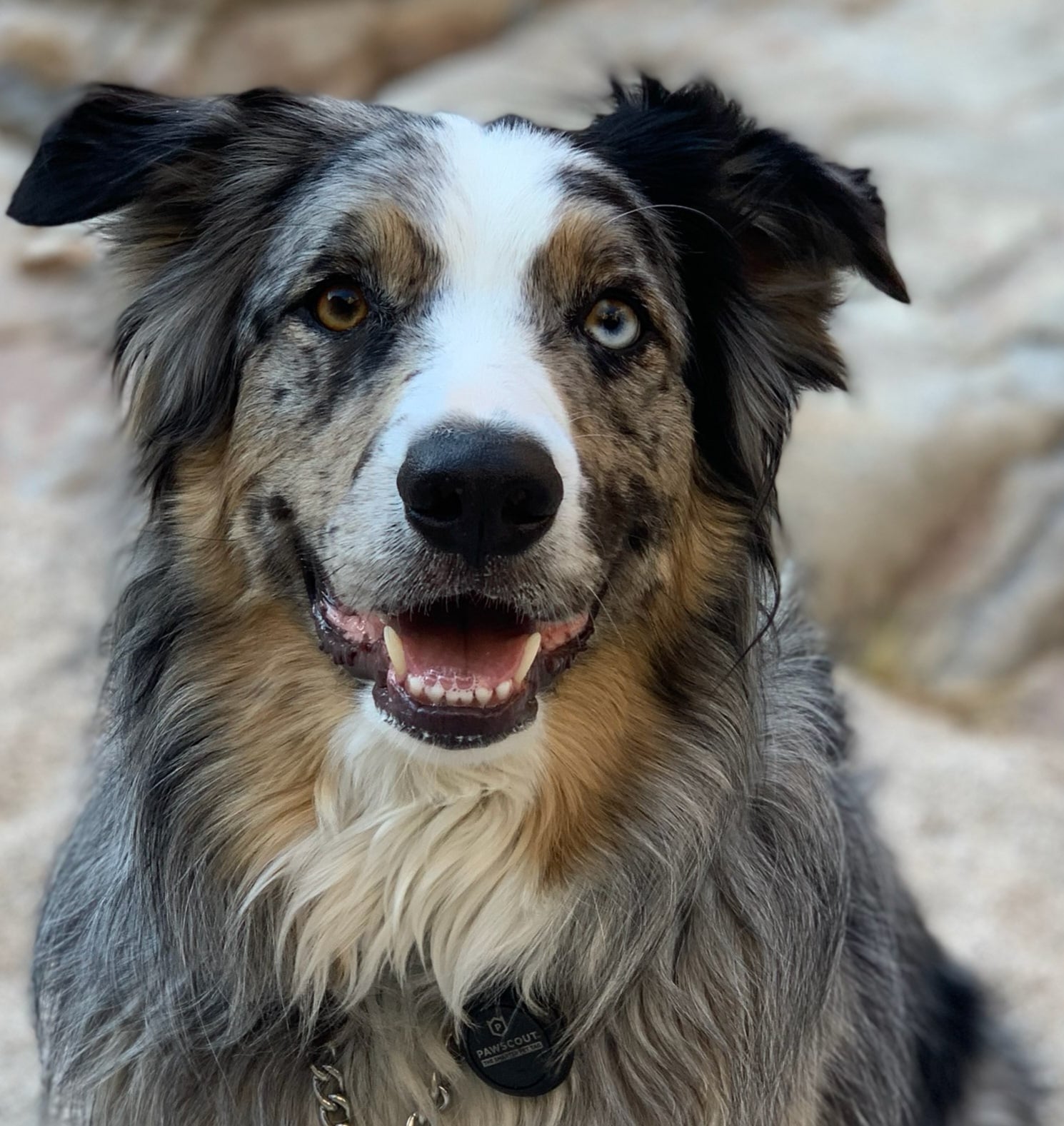 Dash the Dog of Tile Renaissance